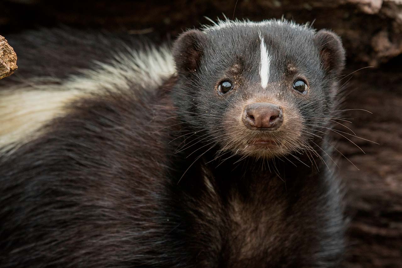 What To Do About Skunks Around Your Bronx Property Wildlife Removal NY